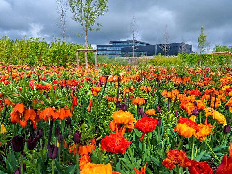 Eine bunte Blumenwiese, auf der ein kleiner Baum steht. Weit im Hintergrund ist das Rathaus zu sehen.