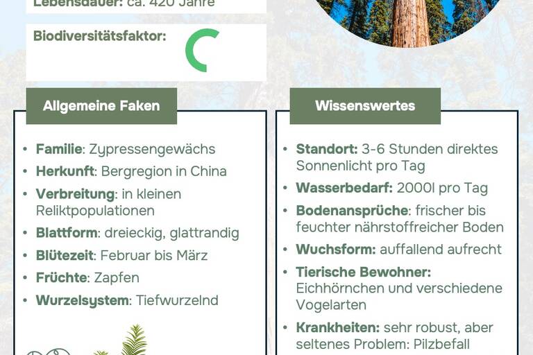 Ein Steckbrief, über den Urwelt-Mammutbaum, der allgemeine Fakten sowie Wissenswertes zum Baum gibt.