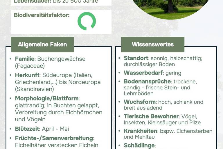 Ein Steckbrief, über die Traubeneiche, der allgemeine Fakten sowie Wissenswertes zum Baum gibt.