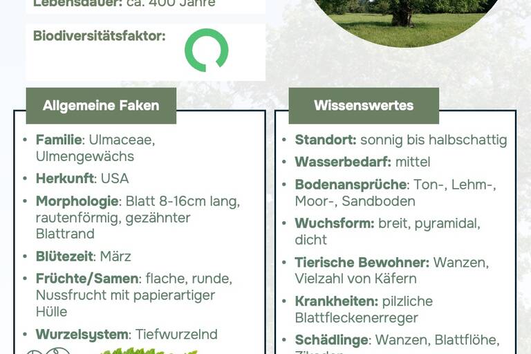 Ein Steckbrief, über die New Horizon Ulme, der allgemeine Fakten sowie Wissenswertes zum Baum gibt.