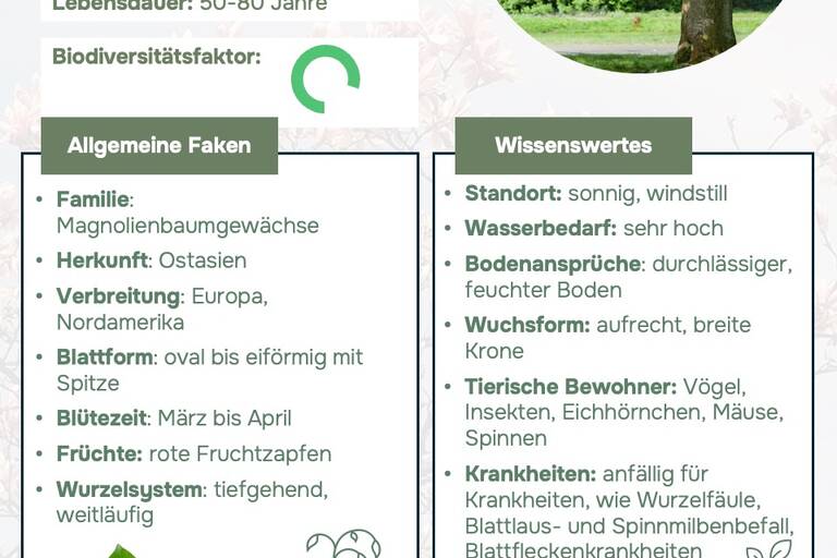 Ein Steckbrief, über die Magnolie, der allgemeine Fakten sowie Wissenswertes zum Baum gibt.