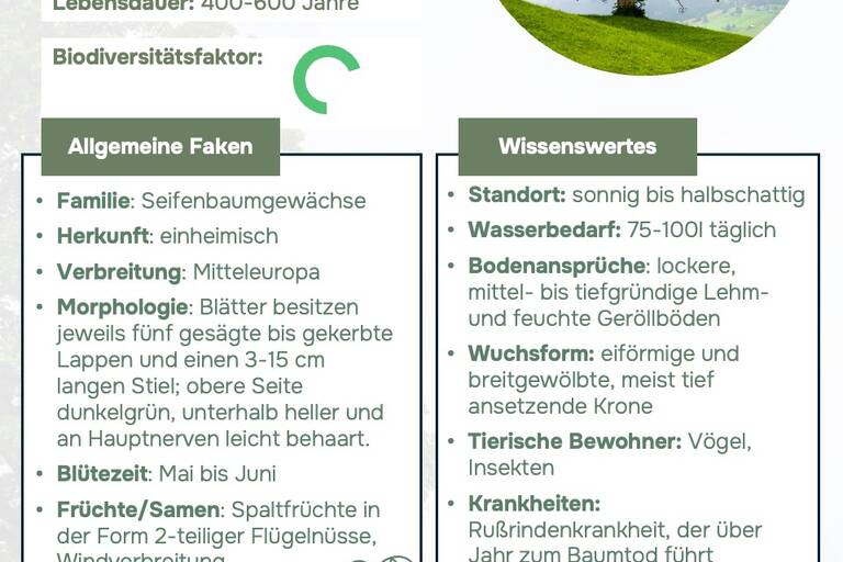 Ein Steckbrief, über den Bergahorn, der allgemeine Fakten sowie Wissenswertes zum Baum gibt.