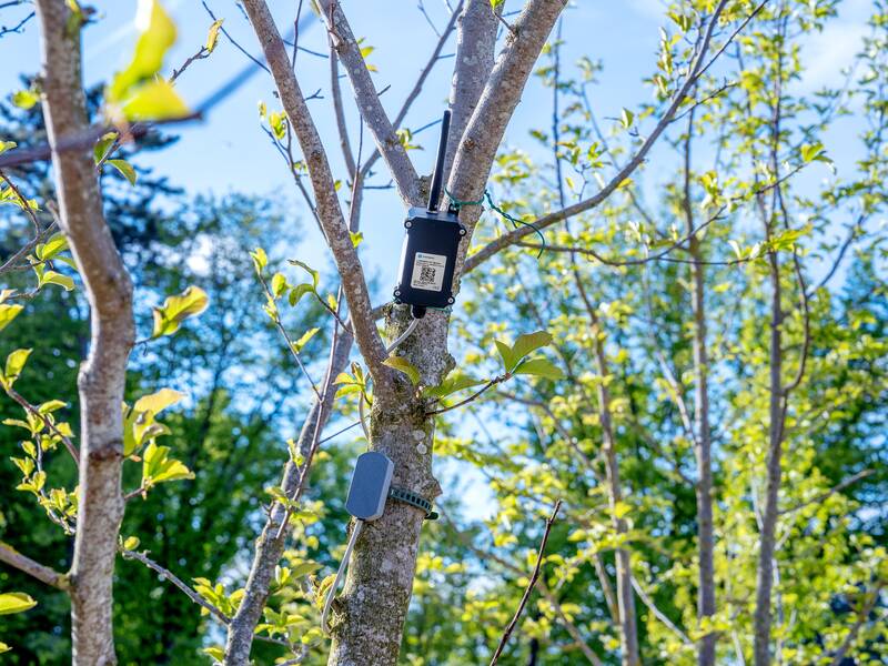 Ein Baumsensor hängt in einem Baum.